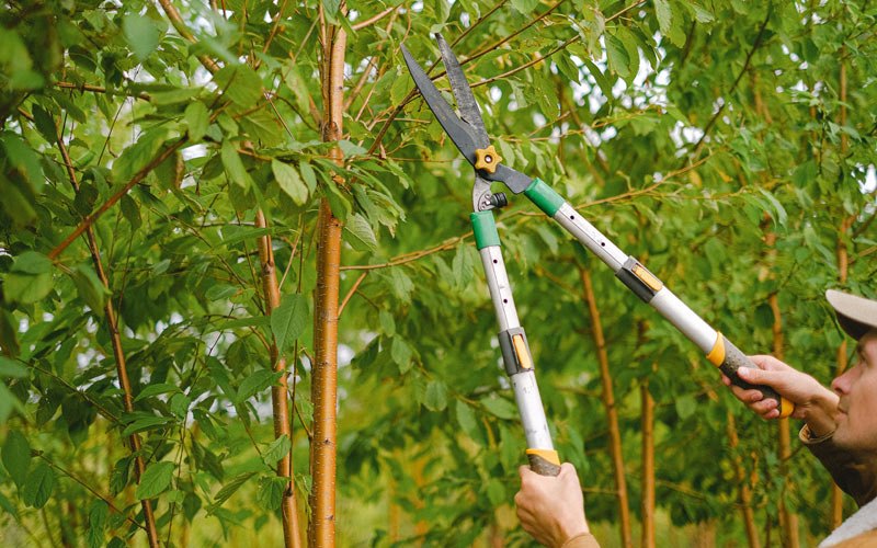 Tree trimming in Plantation, FL